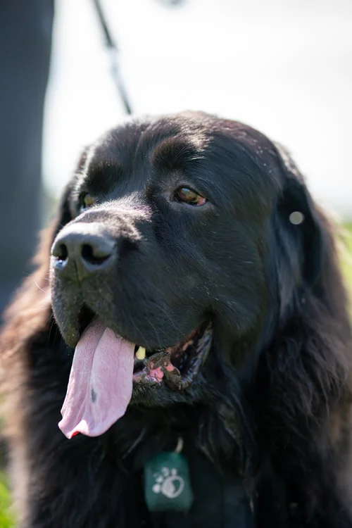 Close-up portrait of Spenser the Newfoundland